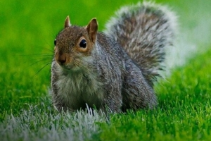 英冠比赛因松鼠闯入球场两次中断，松鼠两度“破门”球迷欢呼雀跃